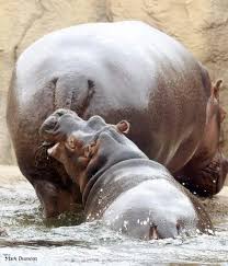 Bite Off More Than You Can Chew Gif Pin On Cincinnati