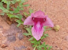 Image result for Dicerocaryum forbesii