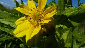 Image result for Guizotia scabra