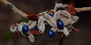 Image result for Rhynchosia holstii