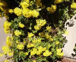 Image result for Senecio deltoideus