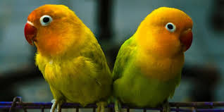 Jenis lovebird terlengkap yang ada di seluruh dunia beserta dengan harga lovebird terbaru yang di jenis lovebird semakin diminati para pencinta burung kicau. Cara Mudah Menjodohkan Lovebird Galak Dan Beda Warna Pintarpet