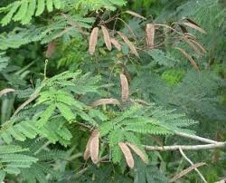 Image result for Albizia grandibracteata