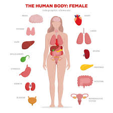 The human body is the structure of a human being.it is composed of many different types of cells that together create tissues and subsequently organ systems.they ensure homeostasis and the viability of the human body. Female Anatomy Stock Photos And Royalty Free Images Vectors And Illustrations Adobe Stock
