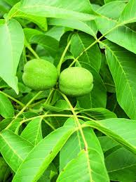 Image result for antraknóza ořešáku