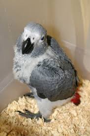 Baby African Greys In San Antonio Pet Store In Alamo Heights