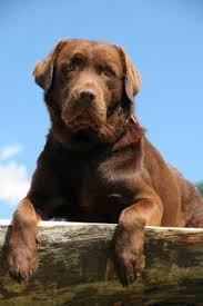 Valviq19 Labrador Chocolat Chien Labrador Chien