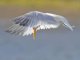 Australian Birds That Lay Eggs On The Ground Elegant Tern Hovering Explored Best Position 27 Birds Sea Birds Habitats