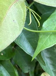 Image result for Dolichandra unguis-cati