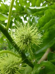 Image result for Maclura