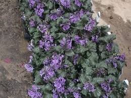 Mona Lavender Plectranthus – Parks Brothers Farm, Inc