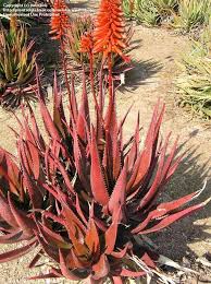 We conduct and sponsor native cactus and succulent rescue operations, plant sales, field trips, nursery and garden visits, conventions and conferences as well as. Plantfiles Pictures Aloe Species Aloe Cameronii By Palmbob