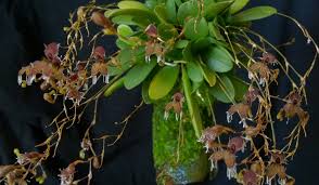 Image result for Pleioceras orientale