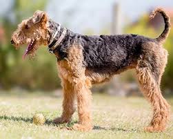 Airedale Terrier Dog Breeds Purina Australia