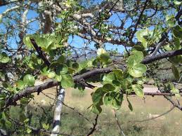 Image result for Commiphora tenuipetiolata