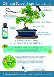 Over time our plants have become so accustomed to a dormant period, that to delete it they become particularly tricky when we deal with bonsai. Chinese Sweet Plum Sageretia Theezans New Care Instruction Guide