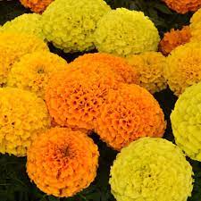Marigold flowers for sale in johannesburg. Amazon Com Outsidepride Tagetes Erecta Taishan African Marigold Flower Seed Mix 50 Seeds Patio Lawn Garden