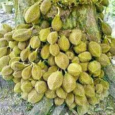 Bagi anda yang tertarik untuk budidaya durian montong, ada beberapa tips dari kami agar hasil yang diperoleh juga maksimal sesuai dengan harapan anda. Durian Monthong Malaysia