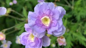 Image result for Geranium `Summer Skies`
