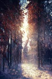 Entdecke rezepte, einrichtungsideen, stilinterpretationen und andere ideen zum ausprobieren. Portrait Nature Wallpapers Wallpaper Cave