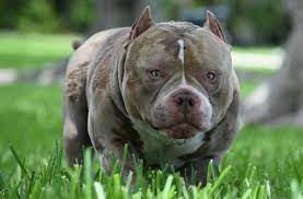 Top Producing Pocket American Bully Micro Bully Stud Venomline American Bully Pocket Pocket Bully American Bully Kennels