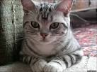 Where to Find American Shorthair Kittens for Sale ...
