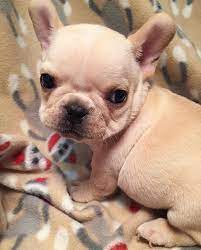 Akc purebred french bulldog puppies for sale with one year health guarantee 50% off now,. French Bulldog Puppies For Sale Qld Pets Lovers