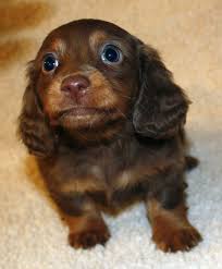 Miniature Dachshund Puppies Miniature Dachshund Puppies Weatherly S Dachshunds Akc Longhair Dachshund Dachshund Dachshund Puppies Long Haired Dach