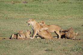 Los leones en peligro de extinción. Animales En Peligro De Extincion El Leon