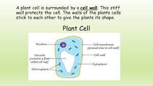 Animal cells are surrounded by. Plant And Animal Cells Ppt Download