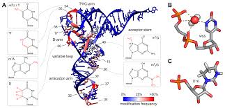 Practicing health care providers in the united states must use e/m coding to be reimbursed by medicare, medicaid programs. Biomolecules Free Full Text Trna Modifications Impact On Structure And Thermal Adaptation Html