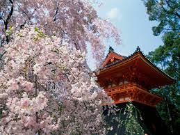 Awesome Temple Cherry Blossoms Background Image Japanese Garden Kyoto Japan Cherry Blossom Japan