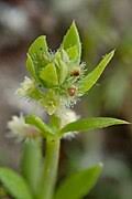 Image result for Galium ossirwaense