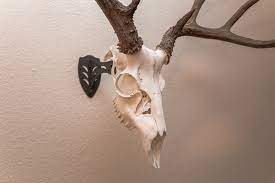 But i do consider keeping the antlers of the deer i take as a re… Diy Taxidermy European Skull Mount Gohunt