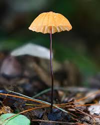 Image result for Marasmius siccus
