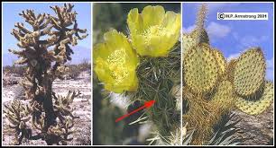 (i) desert plants (ii) aquatic plants (iii) mountaineous trees (iv) none of these. Vegetative Terminology Part 2