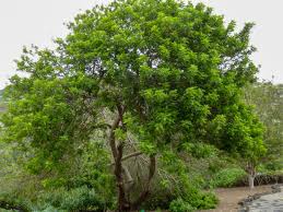 Image result for Triraphis schinzii