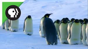 Breeding occurs in late march and early april, and a single egg is laid in late may or early june just. Penguin Videos For Kindergarten And First Grade Primary Theme Park