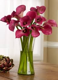Terdapat 90 varieti dan 600 kultivar amaryllis dikenali dengan nama amaryllis, bunga lili atau bunga bawang jenis ini mempunyai bunga yang besar, sangat cantik dan mempunyai warna merah garang dengan sedikit putih mudah dijaga tahan panas dan hujan. Cara Menanam Bunga Calla Lily Bibitbunga Com