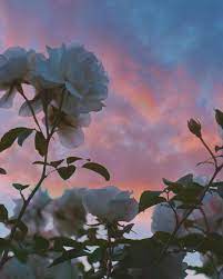 Flower photography is probably the most popular type of shooting among amateurs. 103 2k Likes 136 Comments Urban Outfitters Urbanoutfitters On Instagram Rajimoyo Flower Aesthetic Sky Aesthetic Landscape Photography