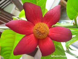 Image result for Uvaria