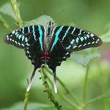 Black And White Striped Butterfly With Red Brilliant Turquoise And Red Markings Of A Black Large Striped Sword Tail Beautiful Butterflies Moth Butterfly Chrysalis