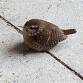 Winter Birding Sandy Hook  — Monmouth County event image