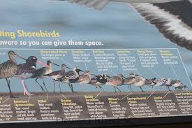 Shorebirds A Video An Overview And An Id Chart Dewees