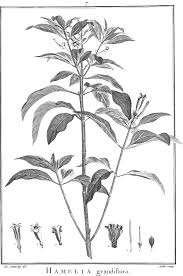 Image result for Prismatocarpus cordifolius