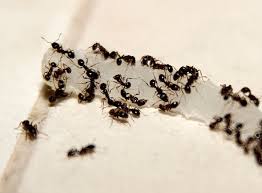 Carpenter ants live in wood and tunnel through it. Nuisance Ants How To Get Rid Of Ants In The Home Raid Bug Basics