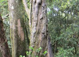 Image result for Cassipourea mollis