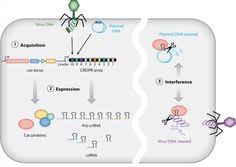 Unnatural Selection Why The Geeks Will Inherit The Earth New Clue To How Lithium Works In The Brain Molecular Biology Neuroscience Bipolar Brain
