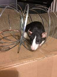 Research pet & bird hospital is where i take my gang. Bird Pet Clinic Of Roseville 3985 Foothills Blvd Roseville Ca 95747