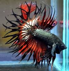 Though perhaps not as breathtaking as some other varieties of betta, they are nevertheless beautiful. The Most Beautiful Fish I Ever Did See Dragon King Crown Betta Album On Imgur